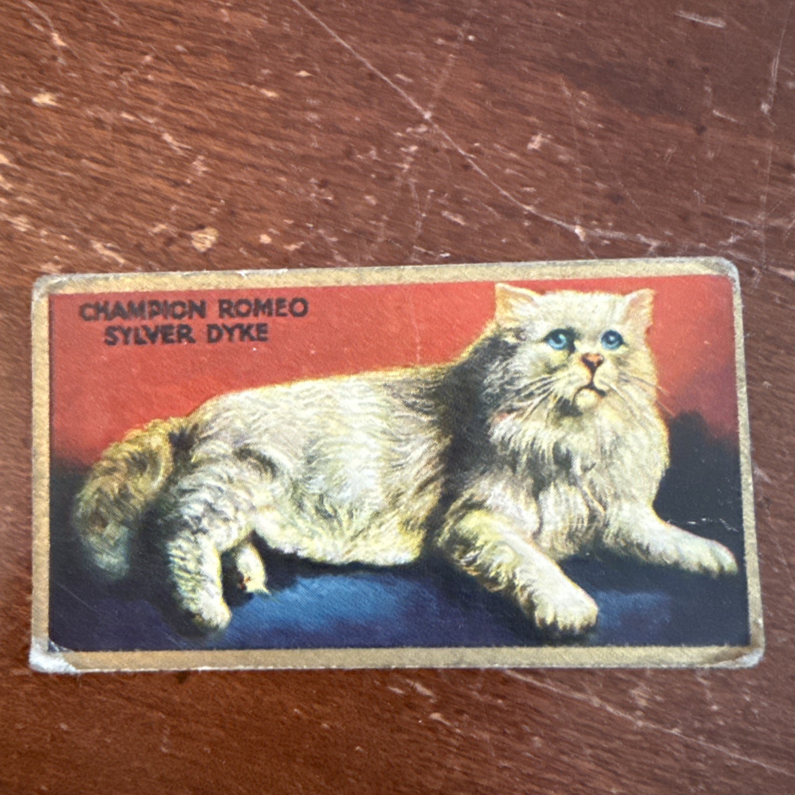 1925 Noted Cats Card Cowan’s Chocolates Cocoa V17 #16 Cat Trading Card Cowan