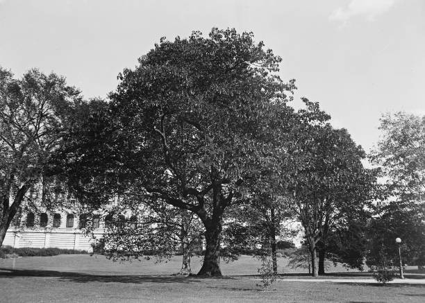 The Cameron Elm one of old trees Capitol grounds 1921-1923 Old Photo