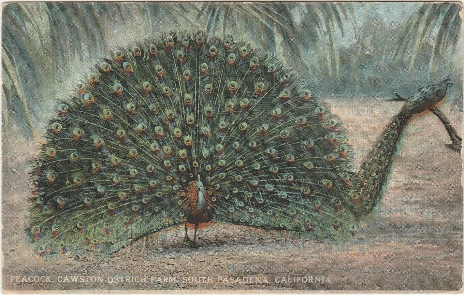 Peacock-Cawston's Ostrich Farm-Pasadena-Ca-California
