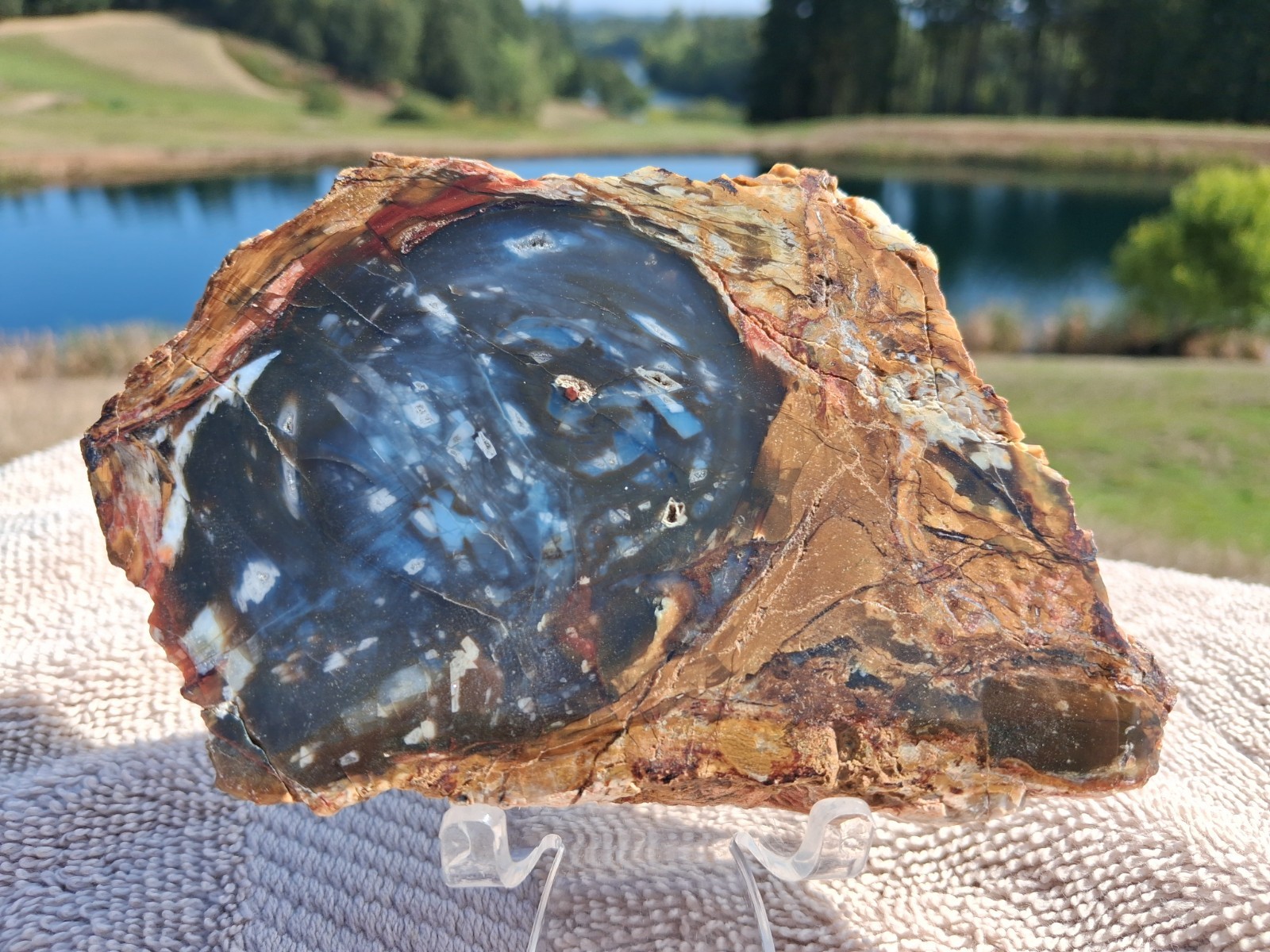 Awesome Old Stock Cut & Polished Petrified Wood Slab From Hubbard Basin, NV #HB5