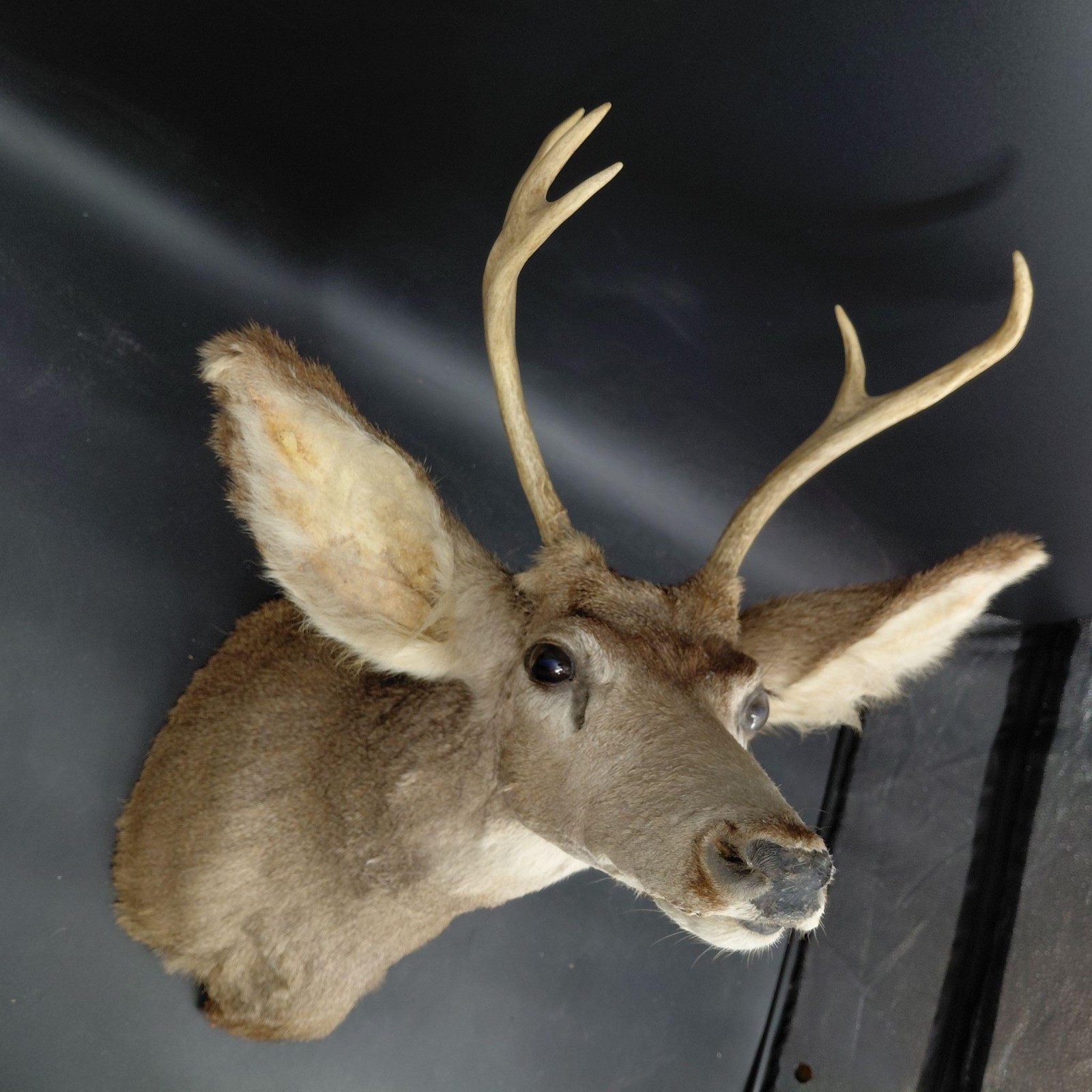 Taxidermy Deer Head Shoulder Mount Antlers 4 Point Rustic Cabin Wall Decor Brown