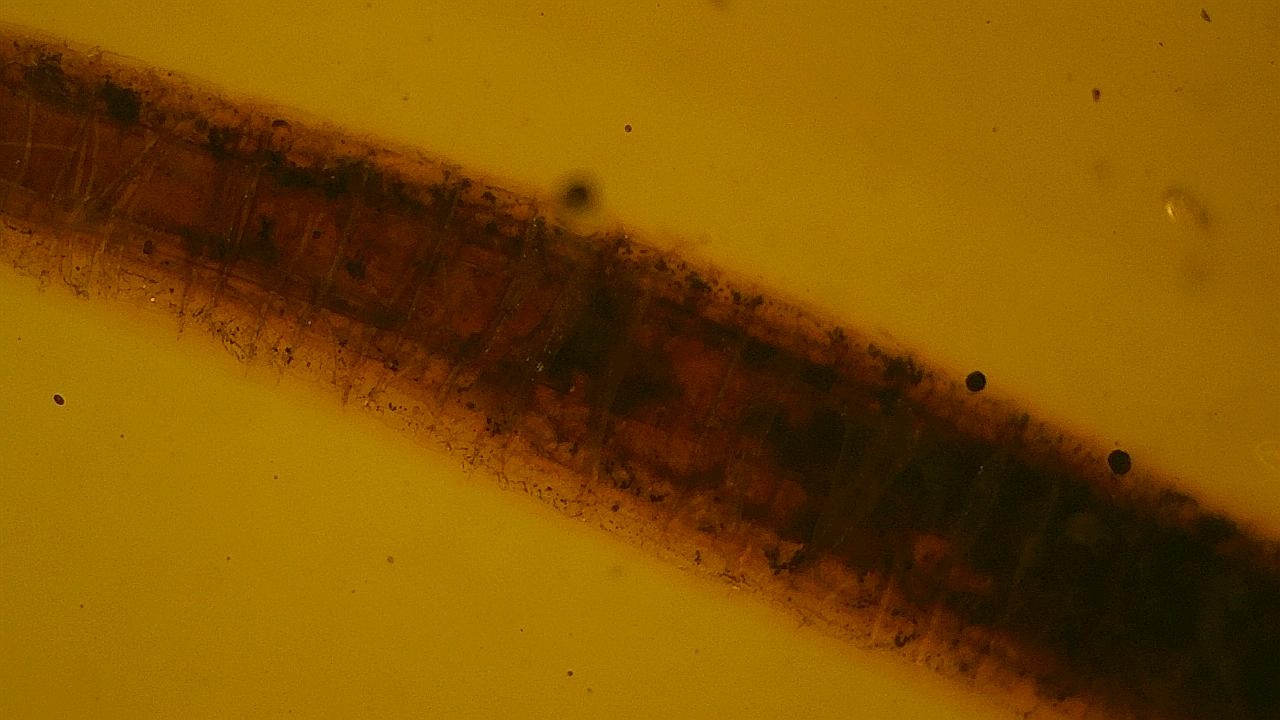 Special price very rare reptile tail inclusion amber
