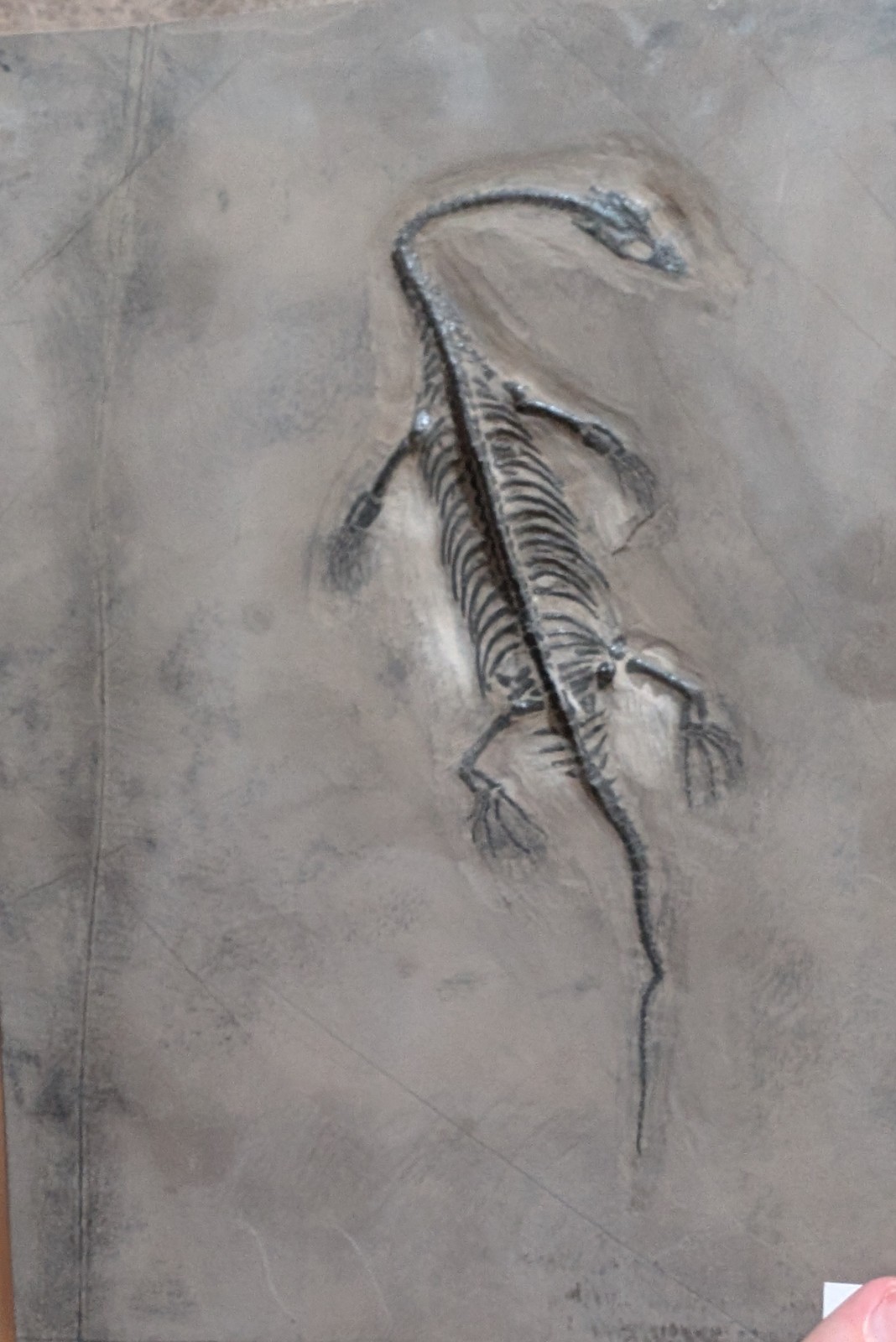 Dinosaur Fossil Replica Wall Art Decor