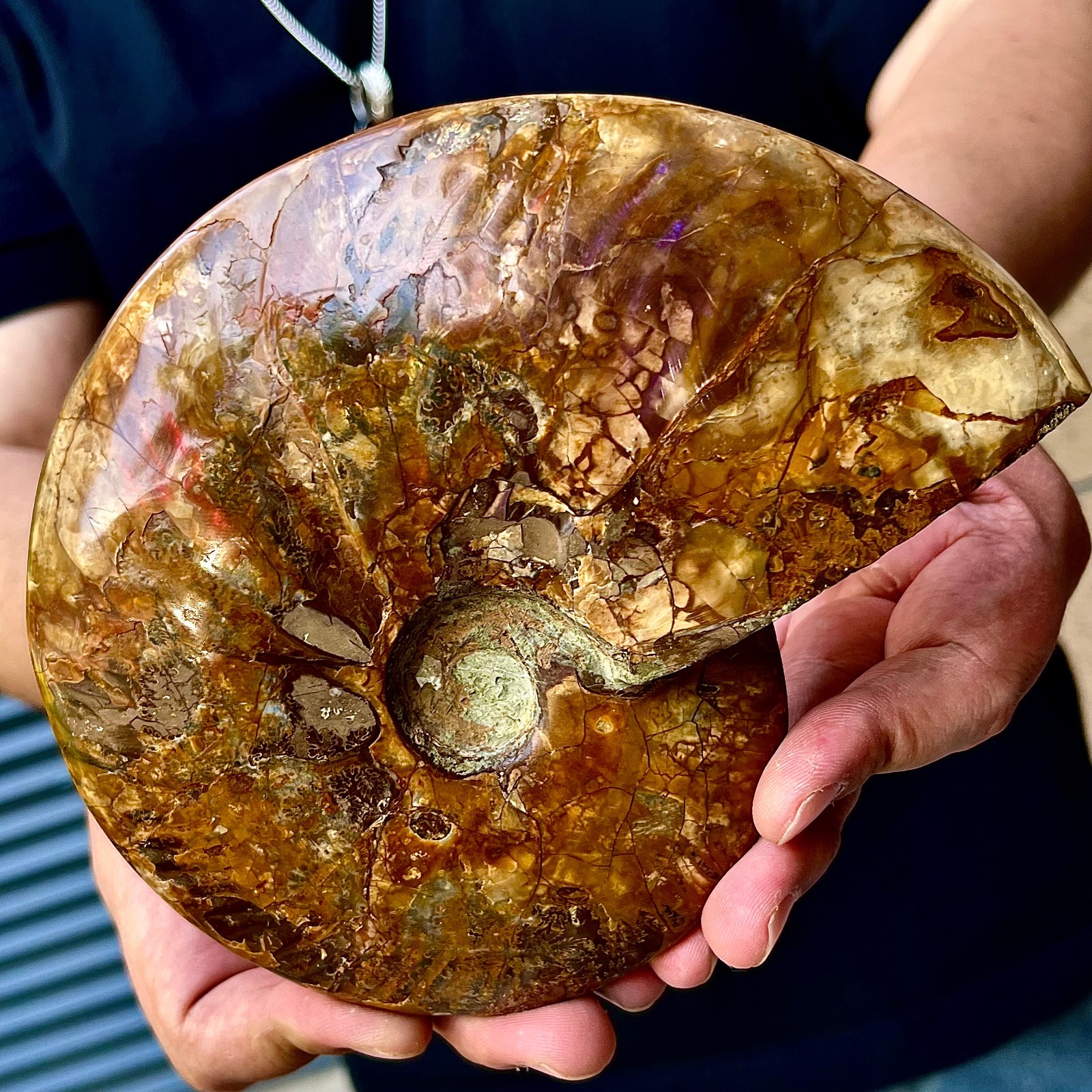 2.66LB Rare natural polished Natural conch fossil specimens of Madagascar