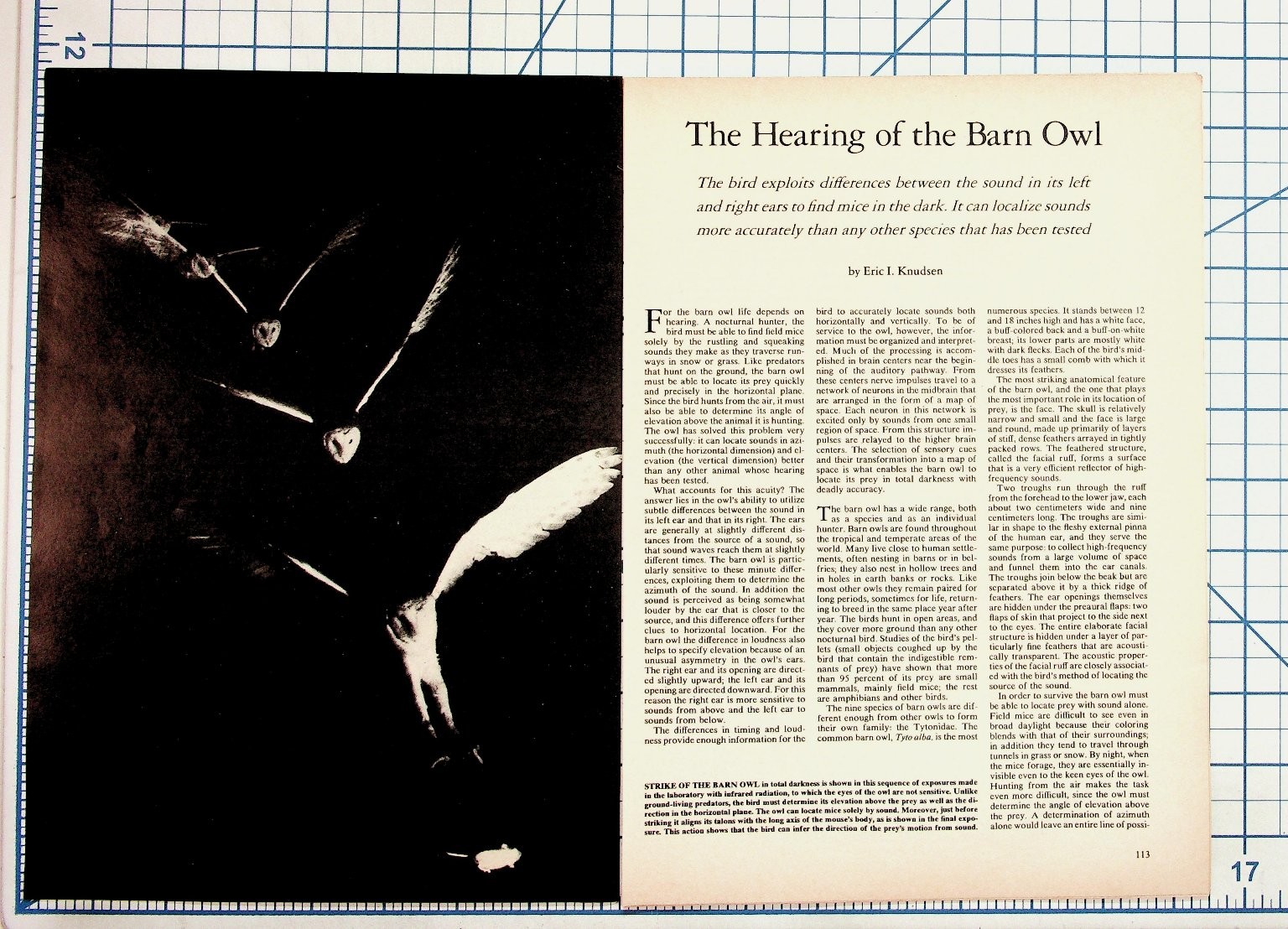 1981 Scientific American Barn Owl Hearing Article & Vintage Ads Ephemera