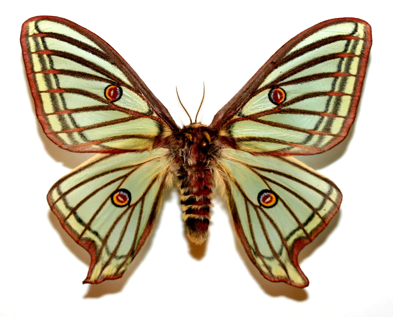 Insect Butterfly Moth Actias Graellsia isabellae-Rare FEMALE Spanish Moon Moth