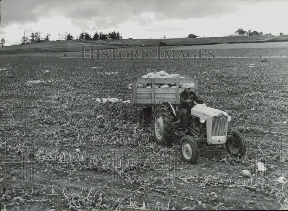 1955 Press Photo Harvested squash from Wilbur Sherman\'s farm - lra27513