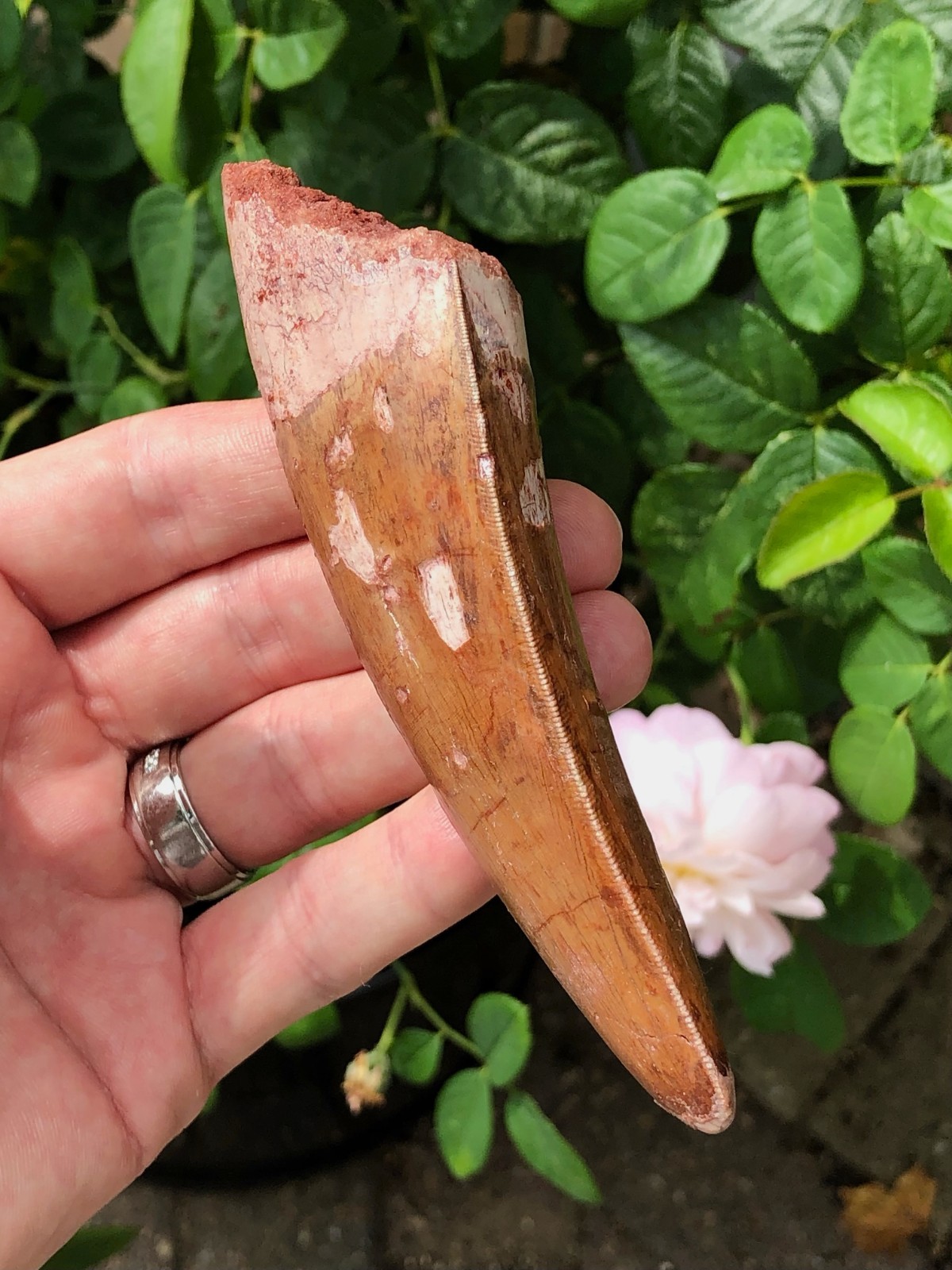 5+ Inch Monster Carcharodontosaurus Dinosaur Tooth Fossil All Natural