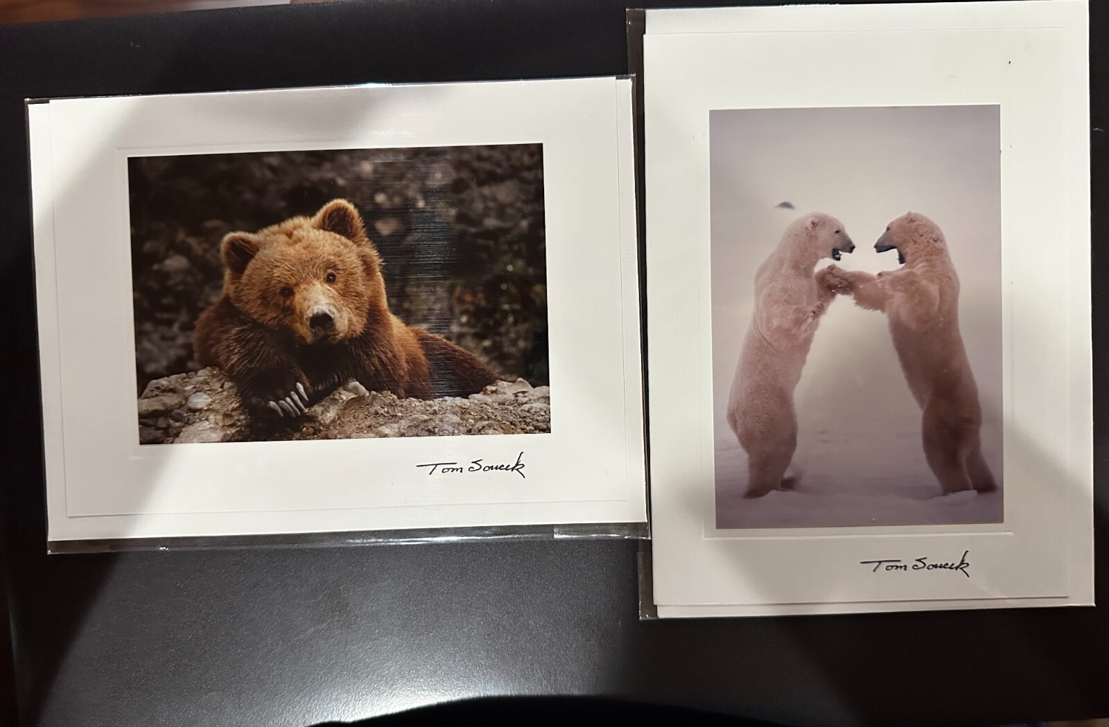 Tom Soucek Photographs on note cards, Polar bear, brown bear