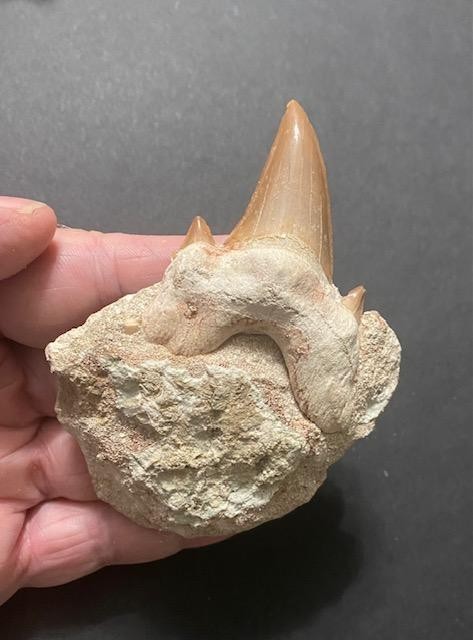 Beautiful fossil Otodus Obliquus Shark Tooth in Matrix from Morocco