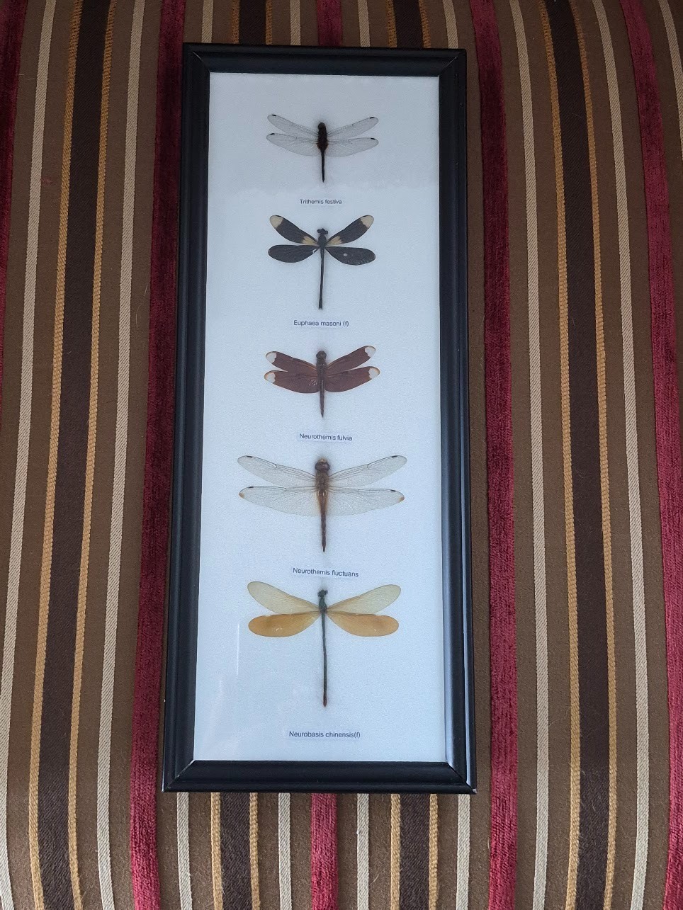 Dragonflies 5 Real Dragonfly Specimen Insects Taxidermy 6 X 15” Wall Framed