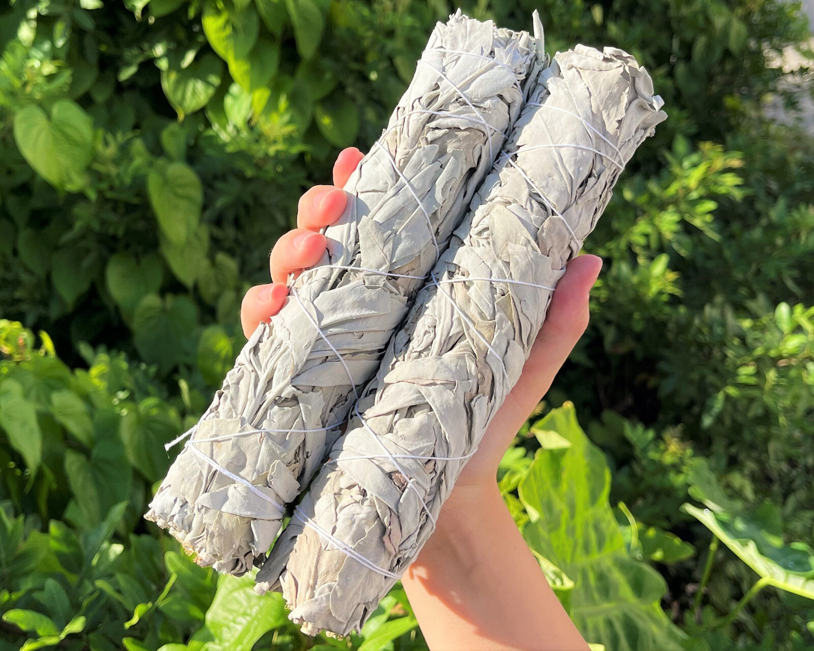 2 Large White Sage Smudge Sticks 8-9