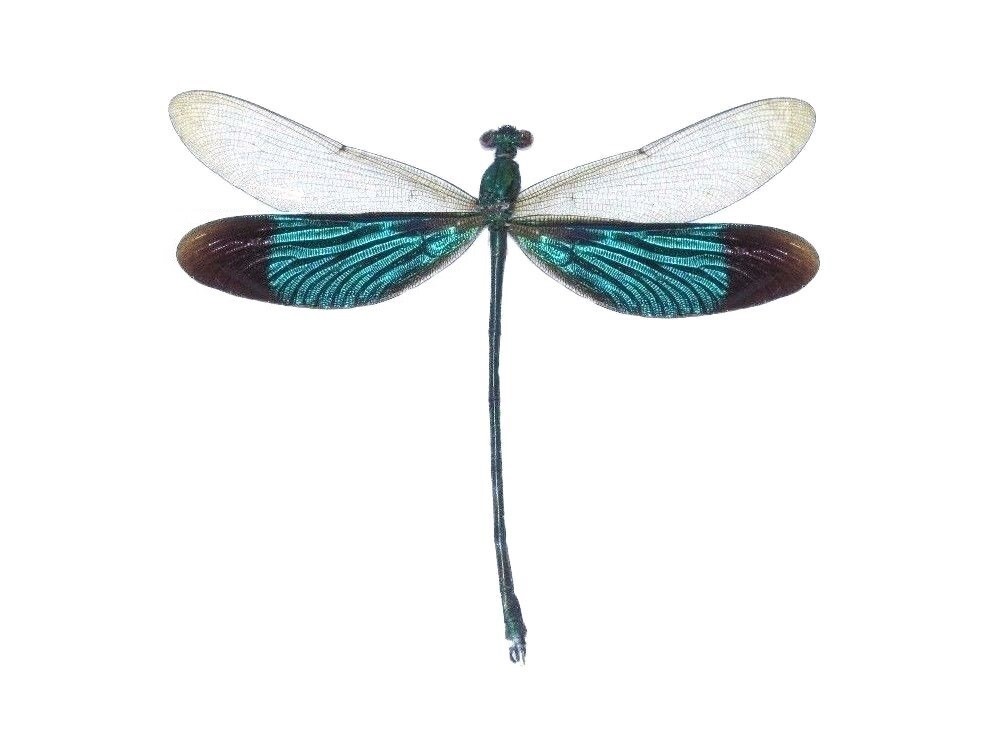 Neurobasis chinensis ONE REAL GREEN DRAGONFLY INDONESIA MOUNTED PACKAGED