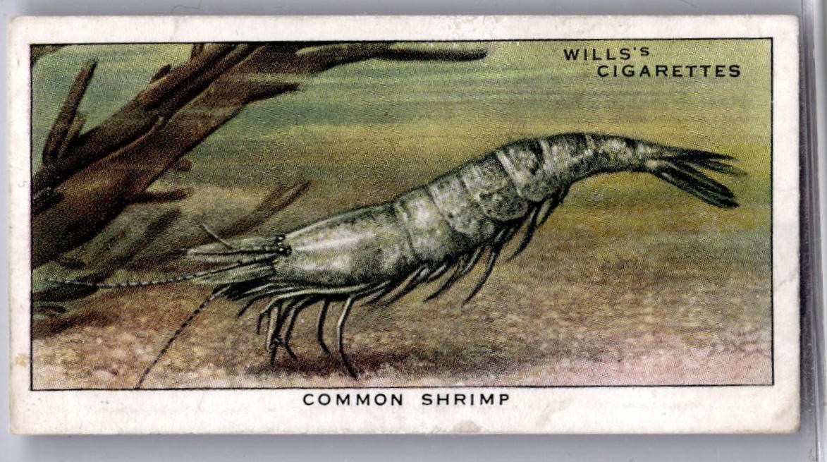 1938 Wills\'s The Sea-Shore Tobacco Card #26 Common Shrimp