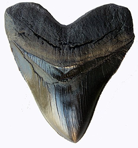 Prehistoric Planet Store 5.5 Inch Megalodon Carcharodon megalodon tooth, Blac...