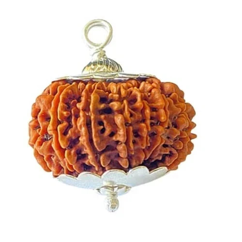 14 Mukhi Rudraksha Original Certified 14 Face Rudraksha FROM Nepal
