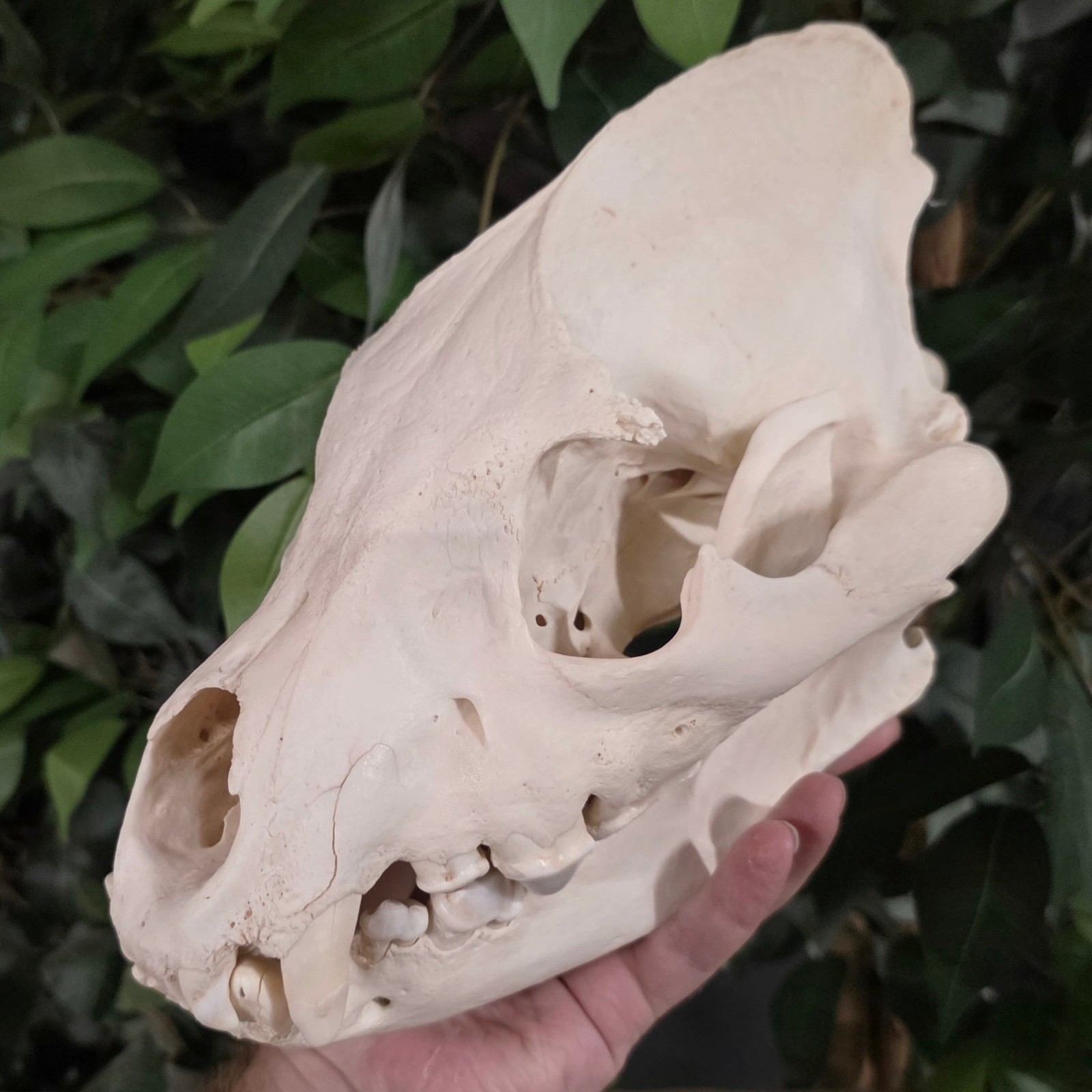 Hyena Skull (Ex-Museum)