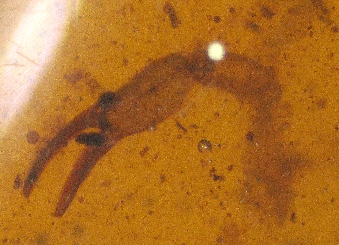 Nice Scorpion Claw with Mites in Burmese Amber Fossil Dinosaur Age