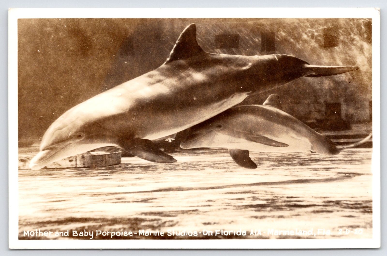Marineland Studios FL Mother & Baby Porpoise~On A1A~Sepia RPPC c1950 Postcard