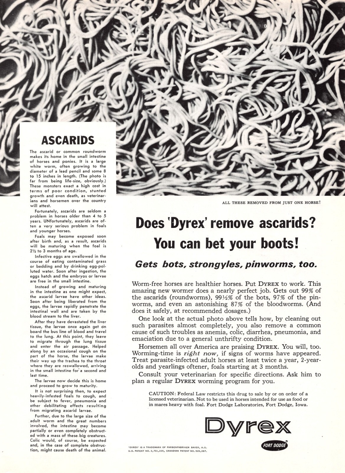 Dyrex by Fort Dodge Removes Ascarids Bots Strongyles Pinworms Vtg Mag Print Ad