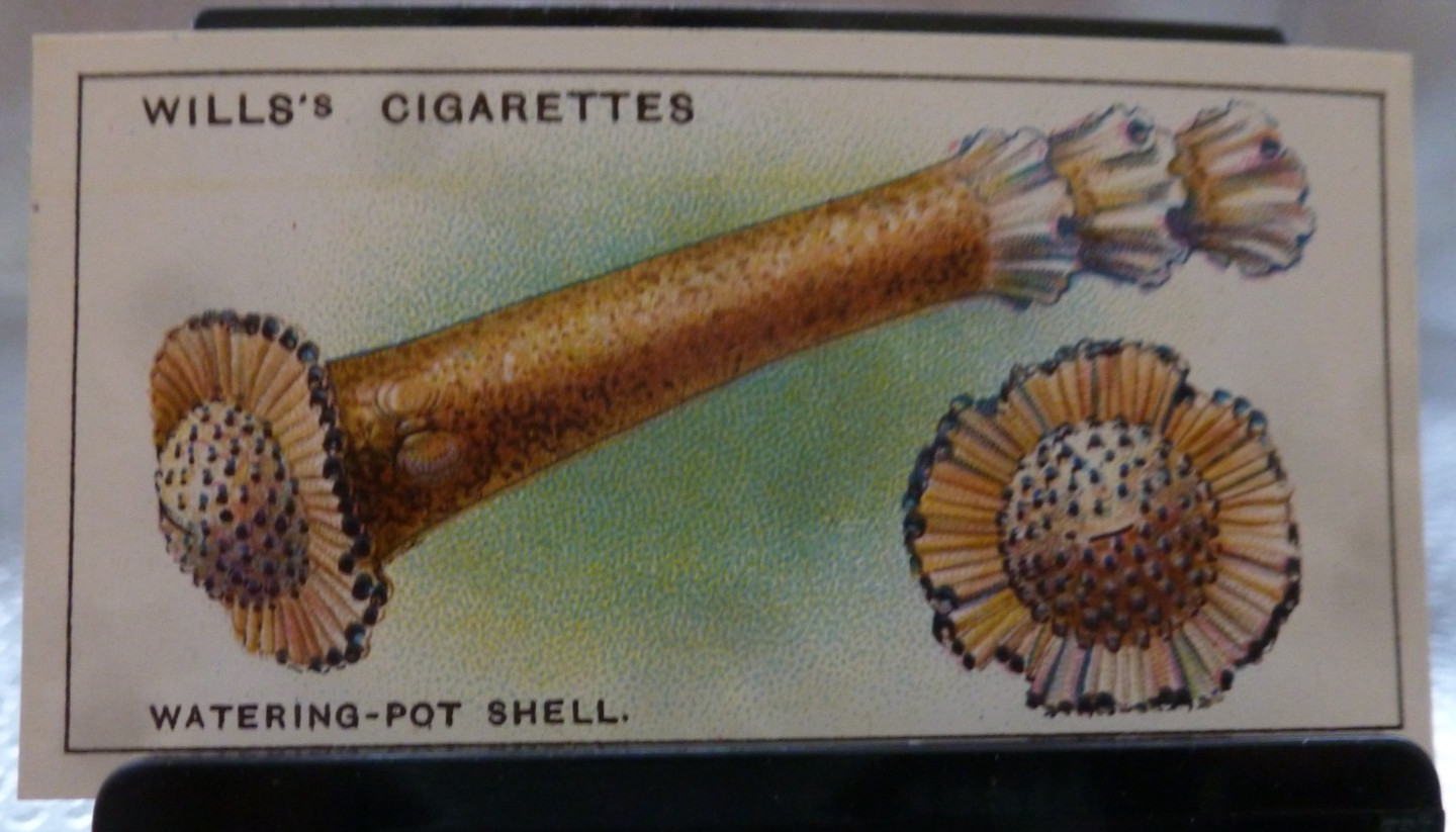 1928 W.D. & H.O. Wills Wonders of the Sea #38 The Watering-Pot Shell GD/VG