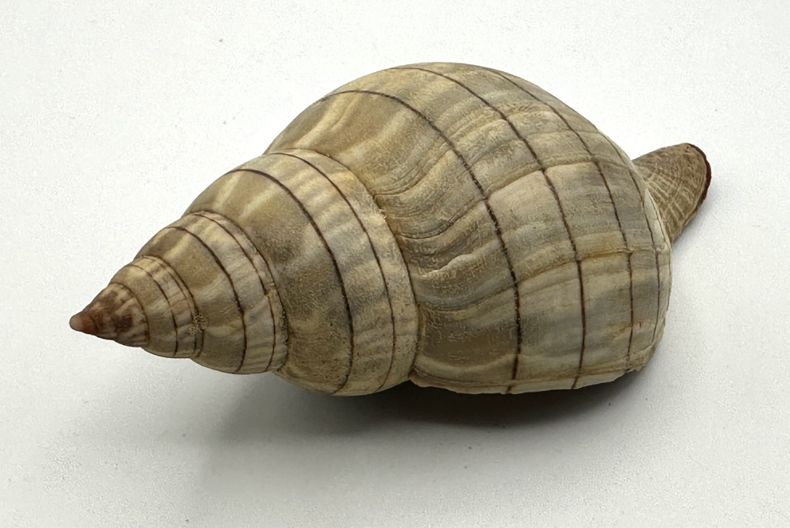 Natural Earth Tone Banded Tulip Seashell 3.75” 95mm Coastal Decor