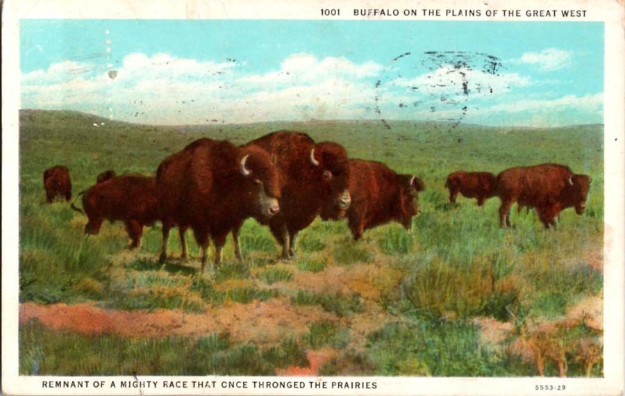 Sterling CO postcard HERD OF AMERICAN BISON ON THE GREAT PLAINS 9/12 BB4111