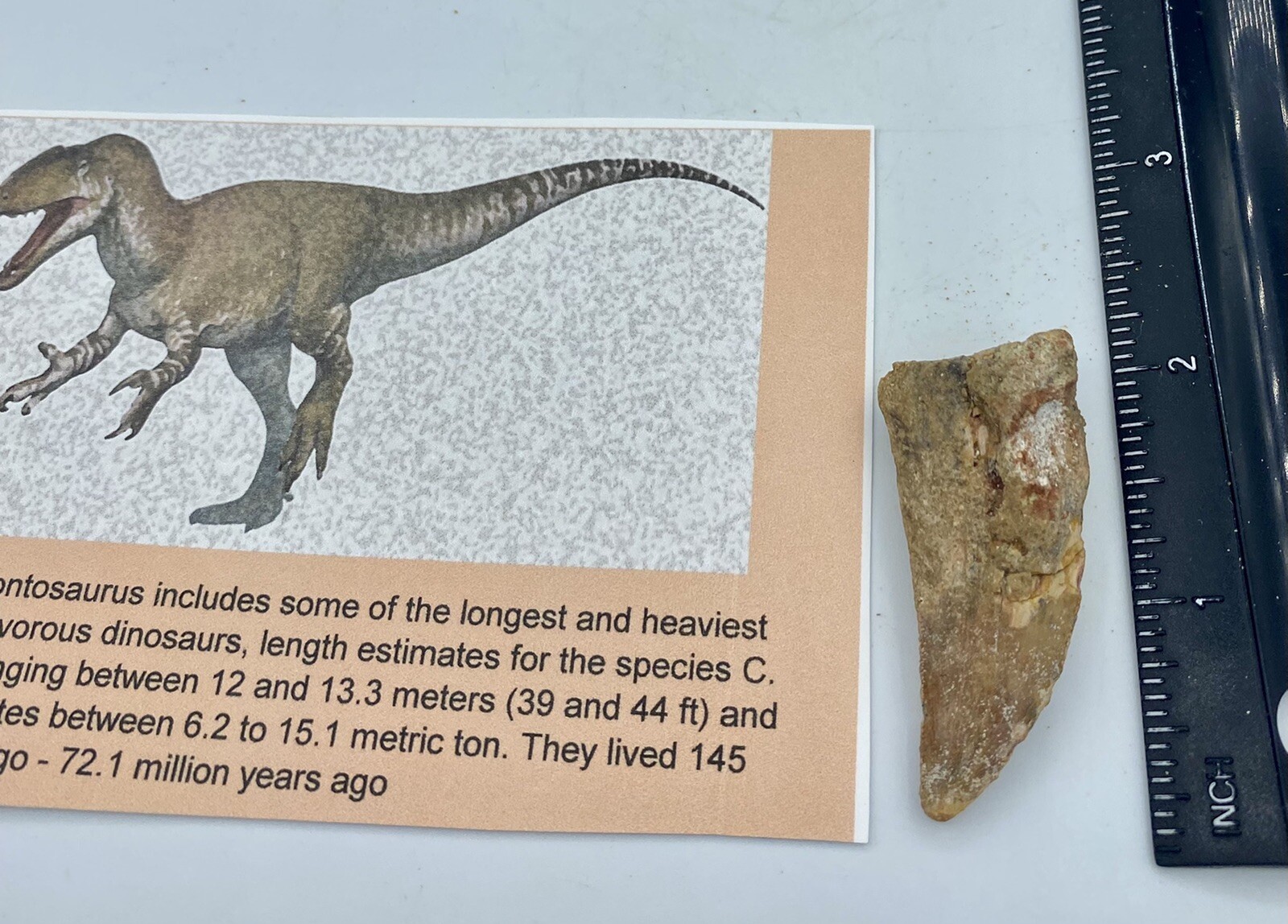 Carcharodontosaurus dinosaur CARCHARODON TOOTH 2” AKA Africa TREX T REX AB21