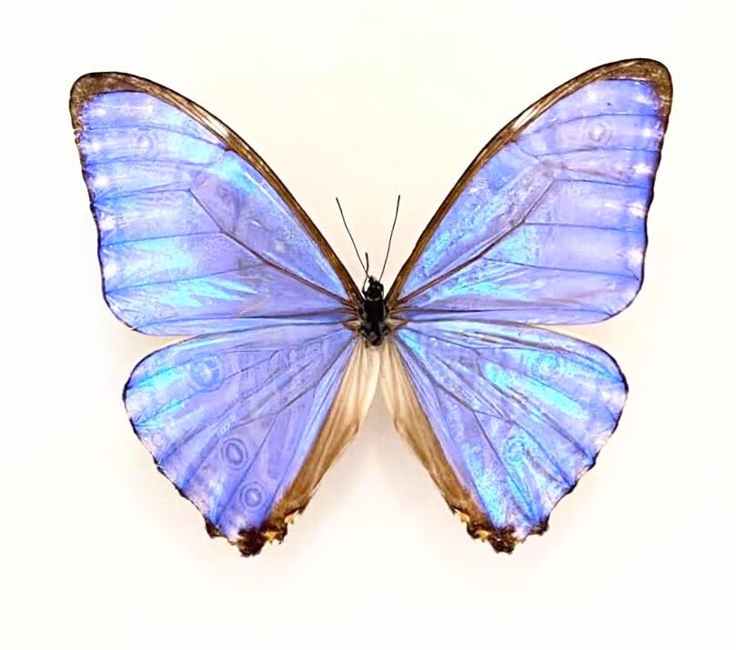 Morphidae Morpho rhodopteron A- from COLOMBIA - #4328