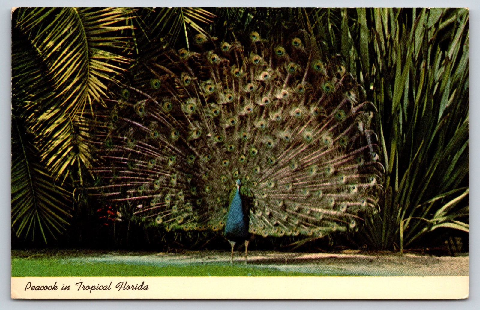 Vintage Postcard Peacock In Tropical Florida