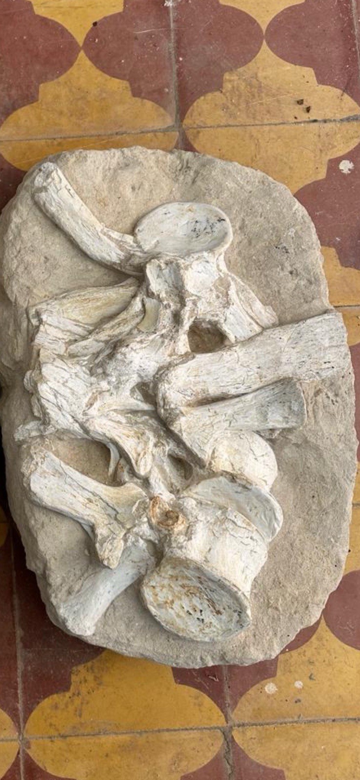 Triple Plesiosaurus Vertebrae Fossil - Prehistoric Marine Reptile original 100%