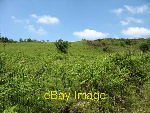 Photo 6x4 Bracken infestation Bryn Eglwys Bracken is the perennial enemy  c2008
