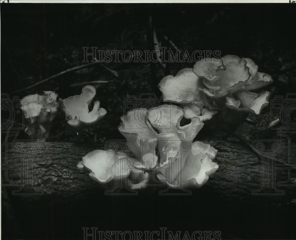 1981 Press Photo In the still of the swamp, Brownell Memorial Park - noa49126