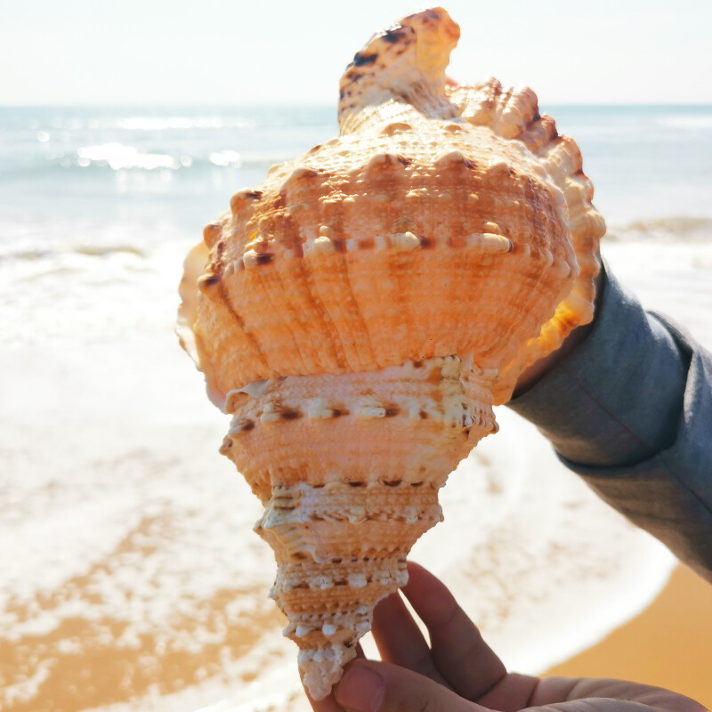 Natural Rubeta Conch Shell Sea Snail Gift Home Fish Tank Ornament 22-23cm