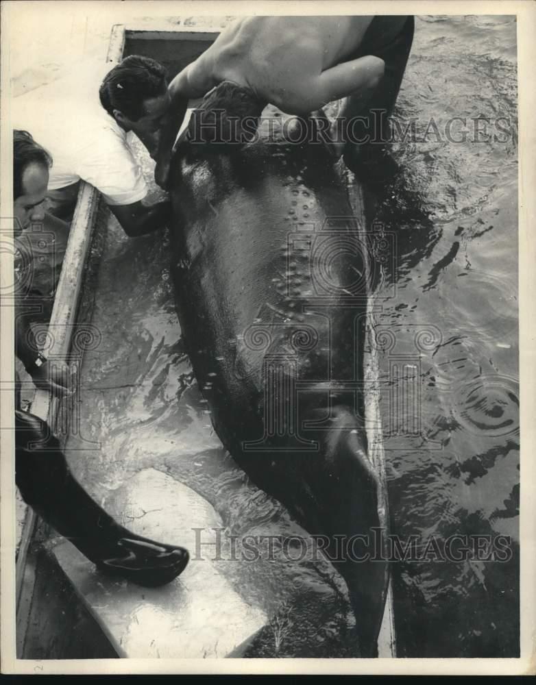 1969 Press Photo Miami Seaquarium workers give sea cow Sewer Sam an injection