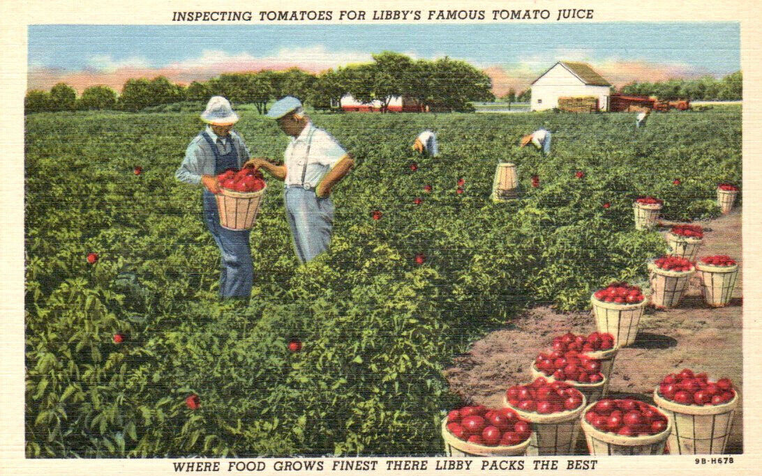 1949 ADVERTISING PC INSPECTING TOMATOES FOR LIBBY'S FAMOUS TOMATO JUICE NOS MINT