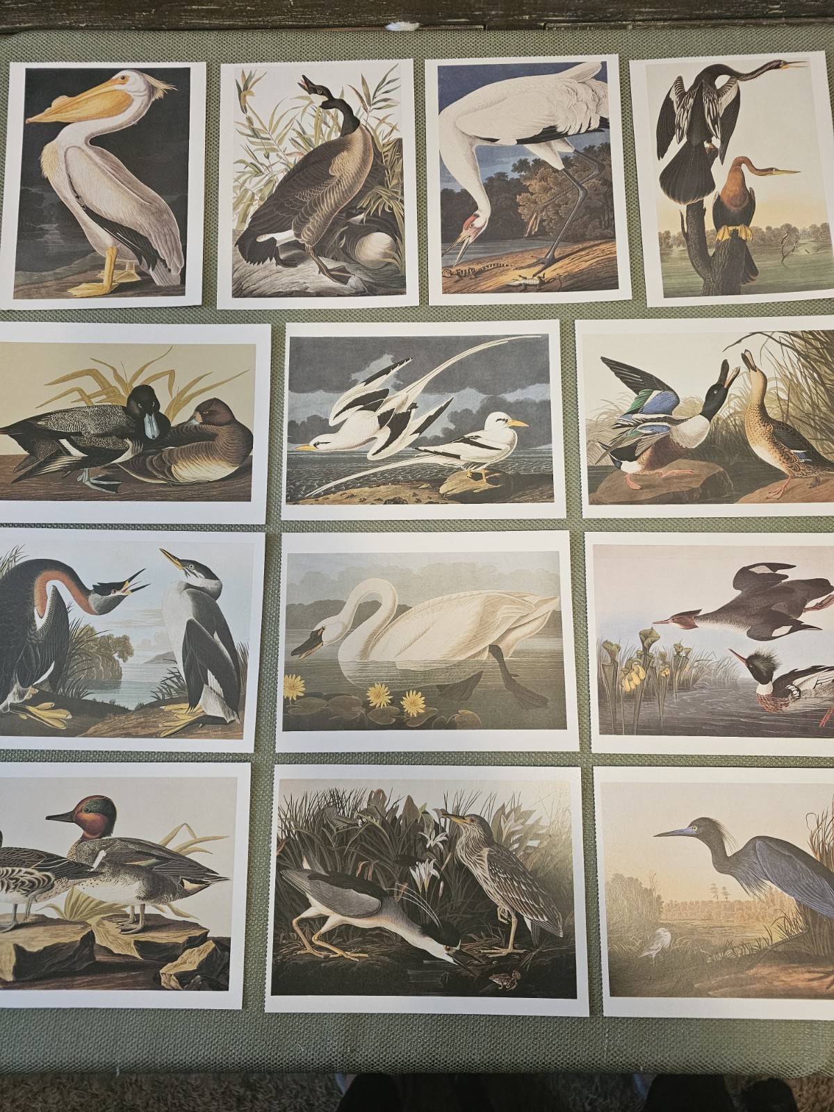 Audubon Birds Of America Postcards Waterfowl Duck Crane Heron Swan Pelican More