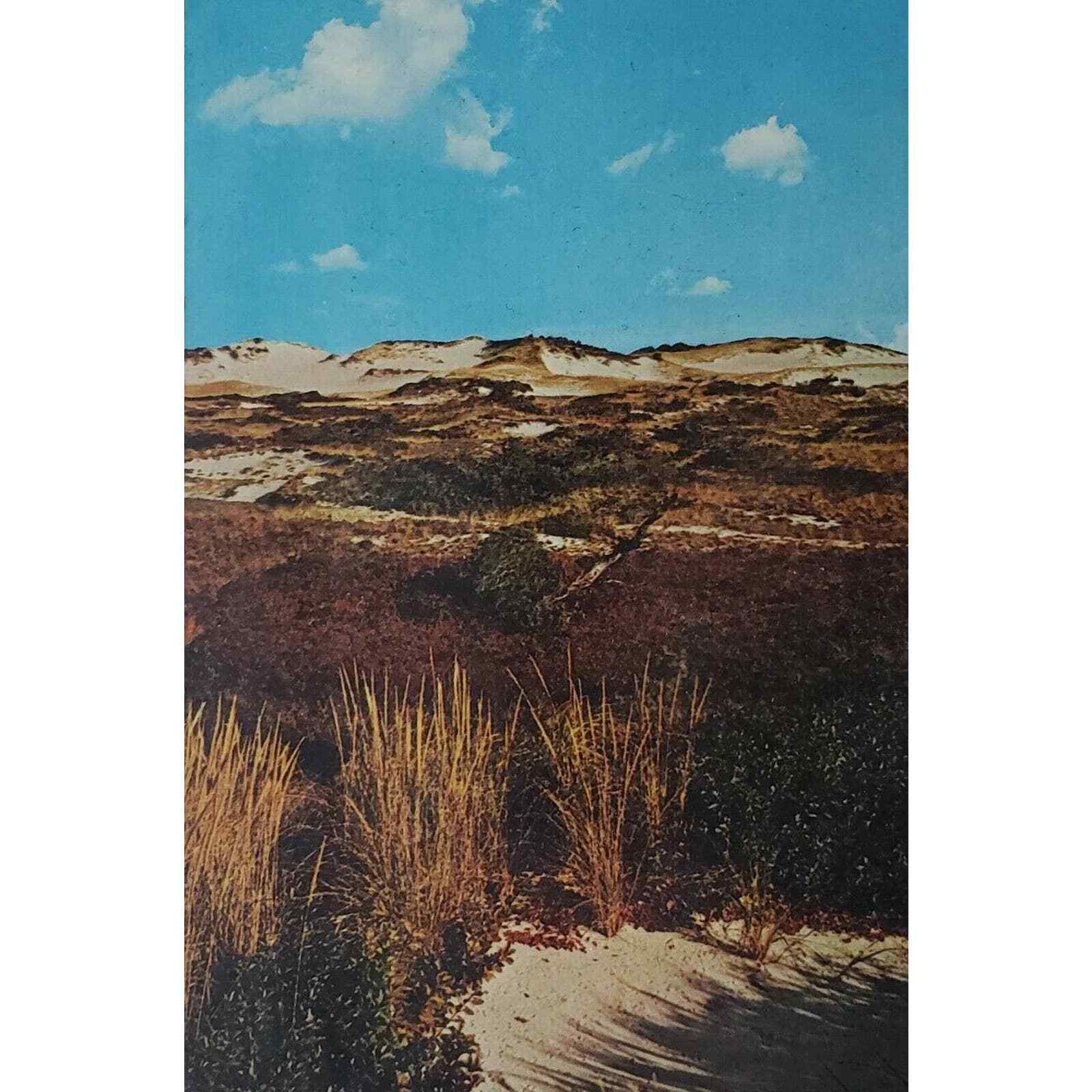 Dunes Colorful Cape Cod MA Postcard