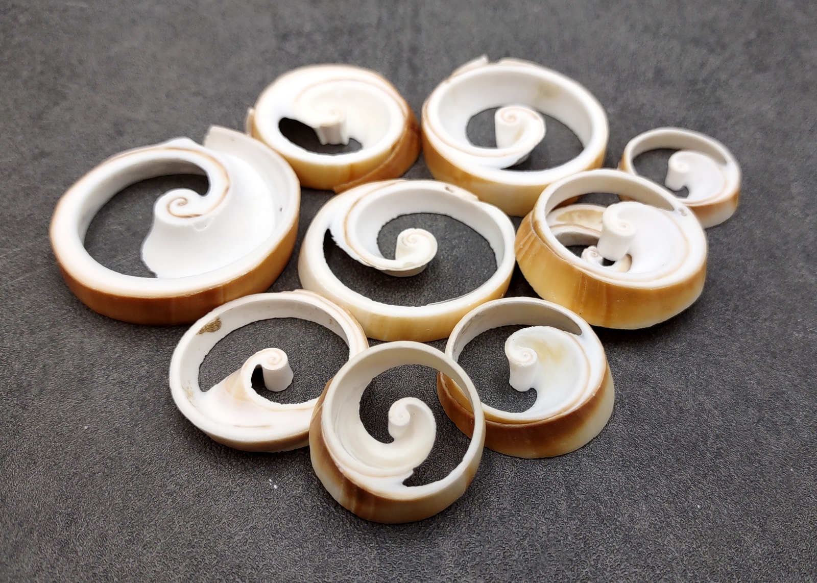 Ring Cut Tibia Conch Seashells, Sliced Tibia Curta (10 pcs approx. 0.75+ inch)