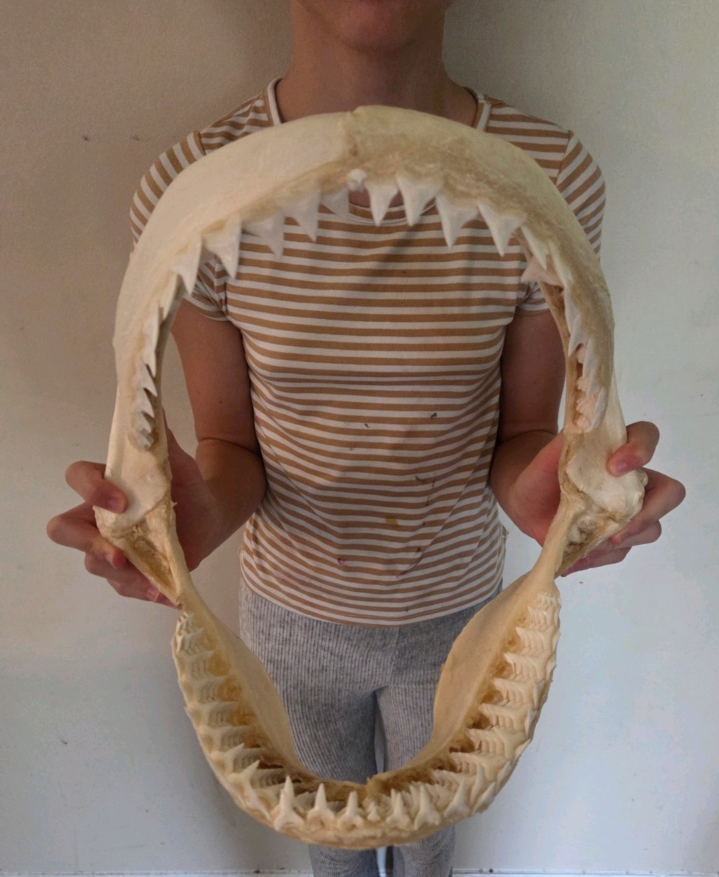 Monster Bull SHARK JAW Professionally Cleaned.  12 inches of real shark jaws
