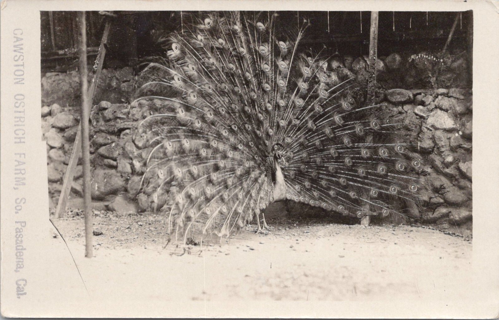 RPPC S. Pasadena California Cawston Ostrich Farm Large Peacock c. 1920s