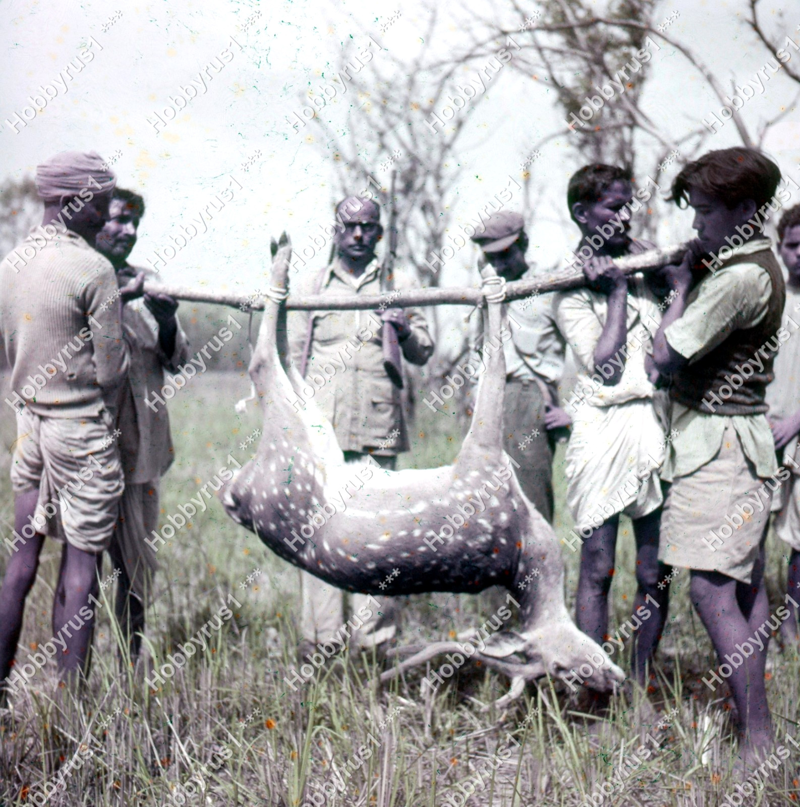India Hunting Expedition Spotted Deer Vtg 1950s Original 120mm Transparency