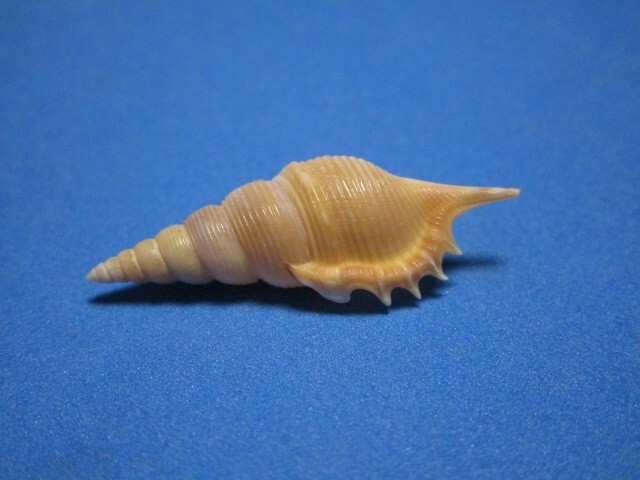 Tibia powisi Petit, 1842 