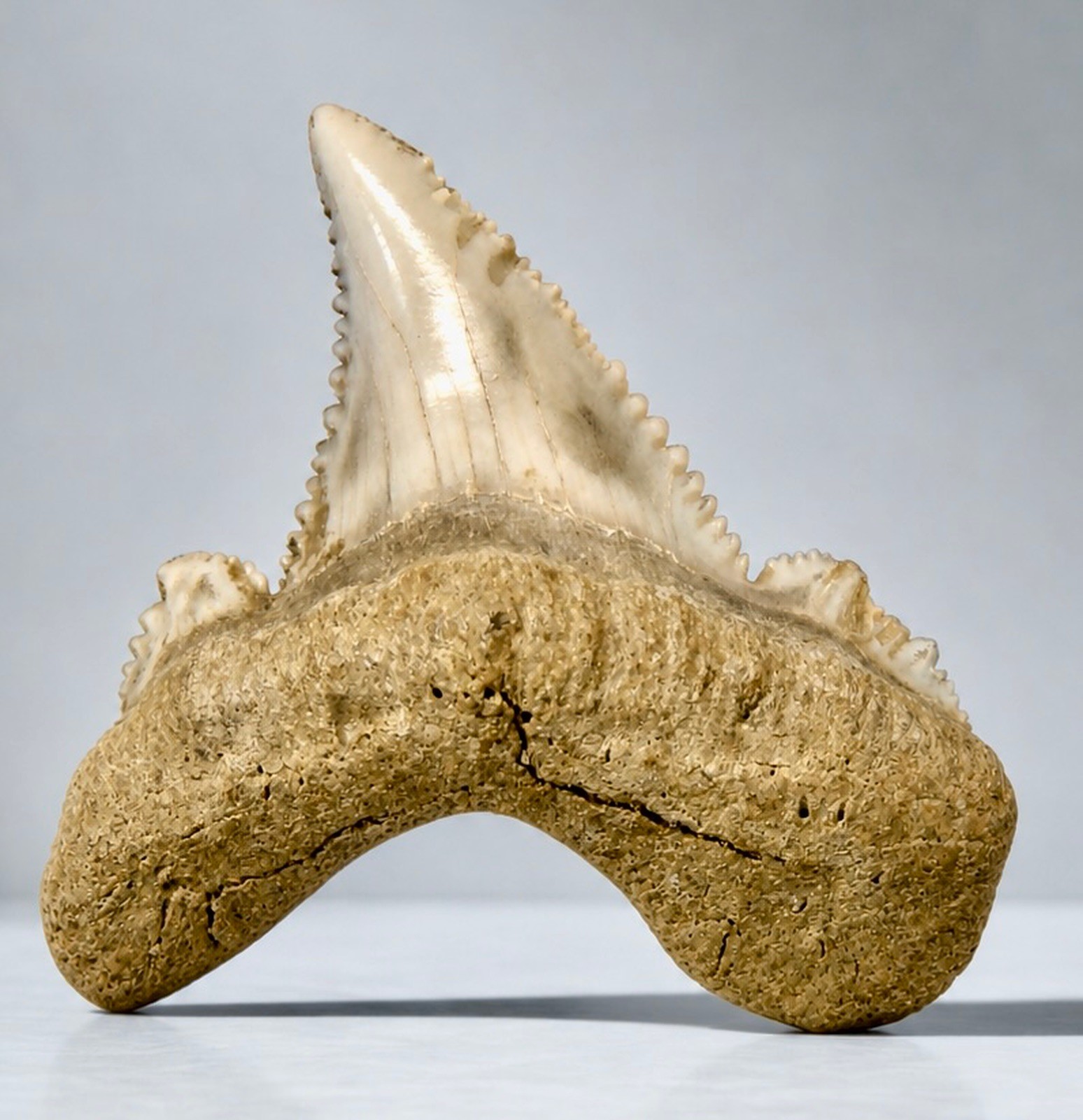 AURICULATUS Shark Tooth Real Fossil 1.29\