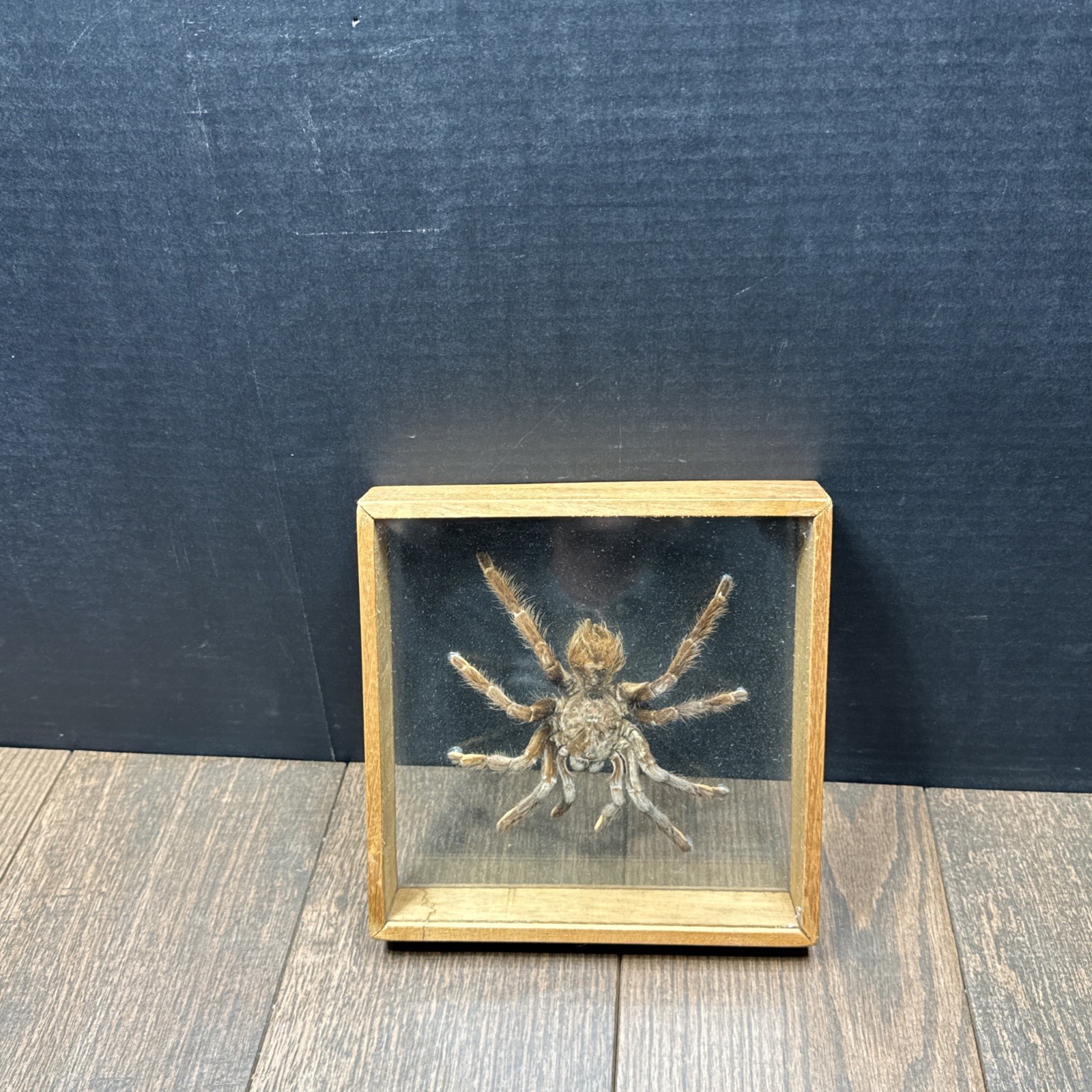 Preserved Tarantula Taxidermy Entomology Collectible In Display Case 