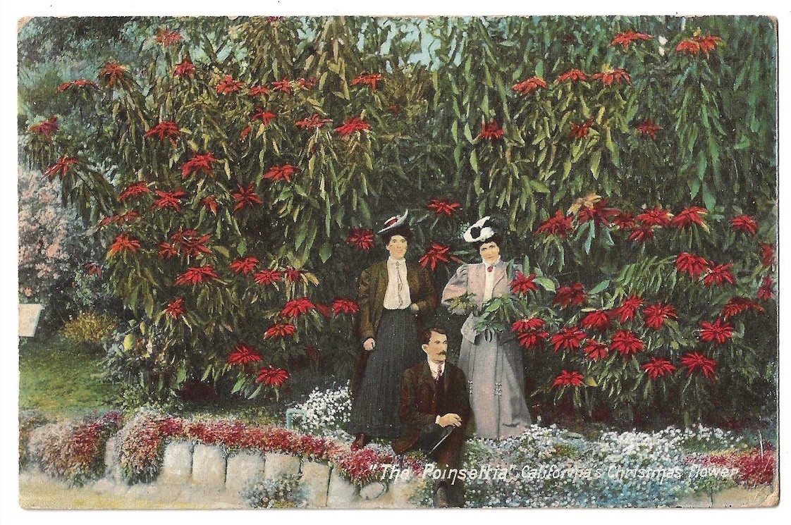 California c1909 man and women, Poinsettia plant, Christmas Flower