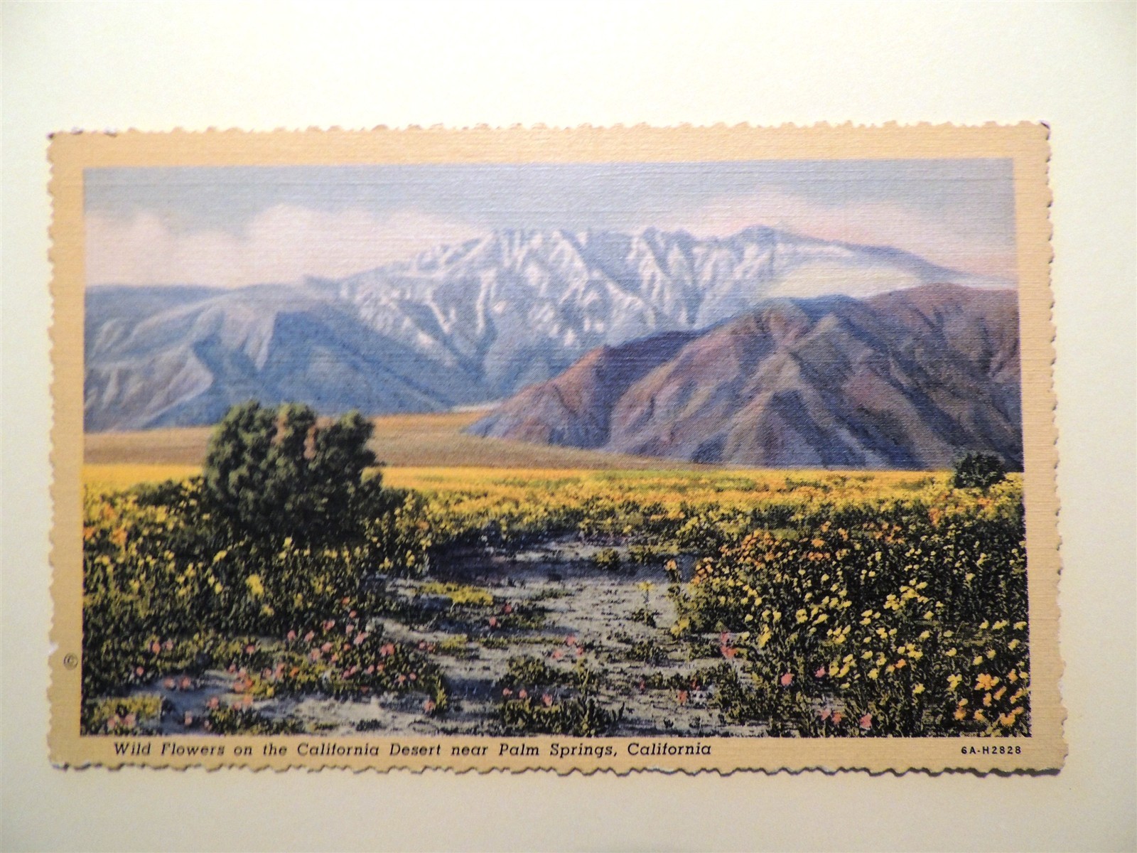 Wildflowers on California desert near Palm Springs California linen postcard 