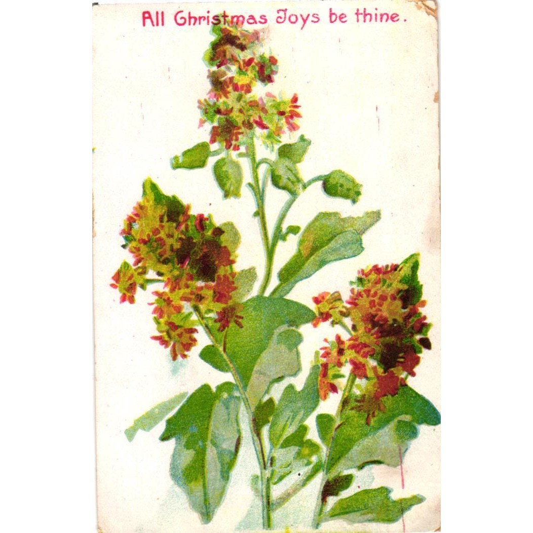 Antique Christmas Postcard Botanical Flower Litho Undivided All Joys Be Thine