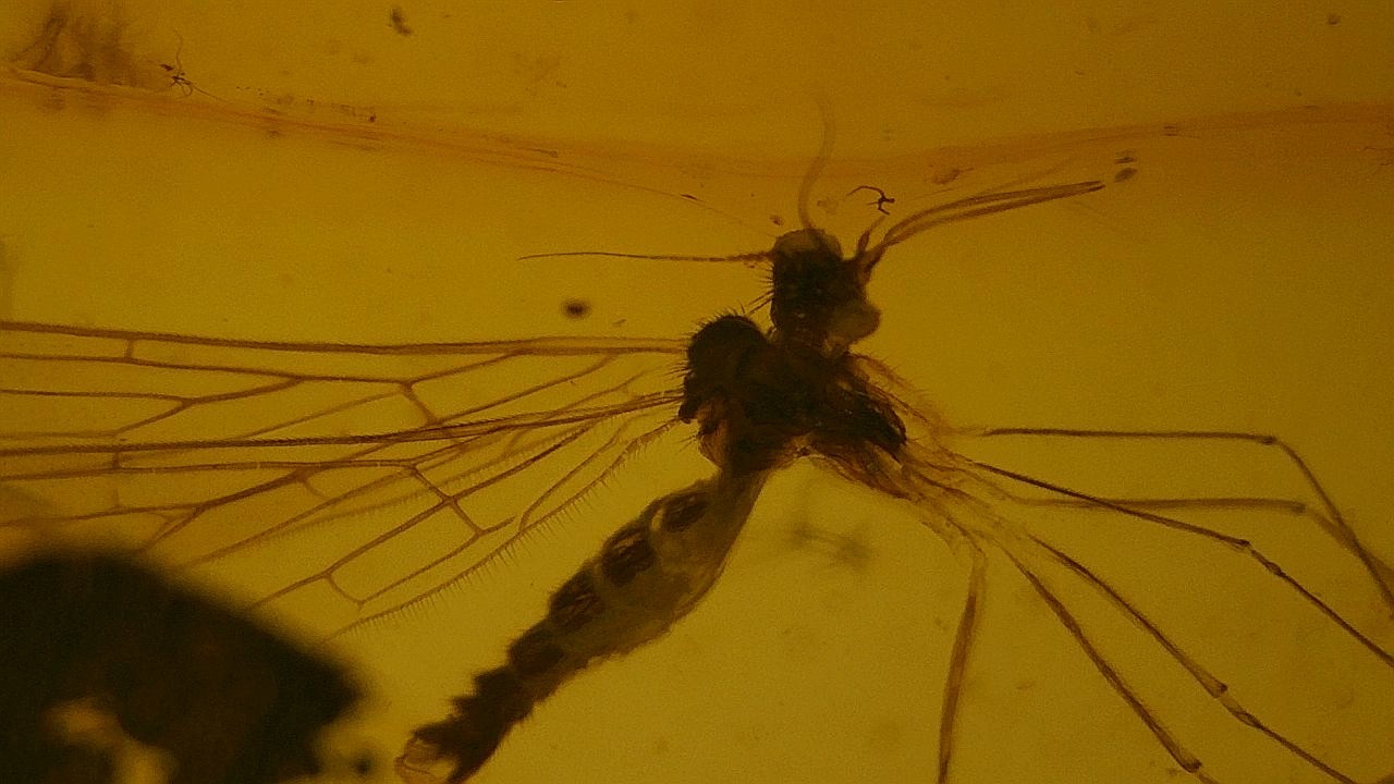 Special price beautiful detailed dragonfly inclusion amber
