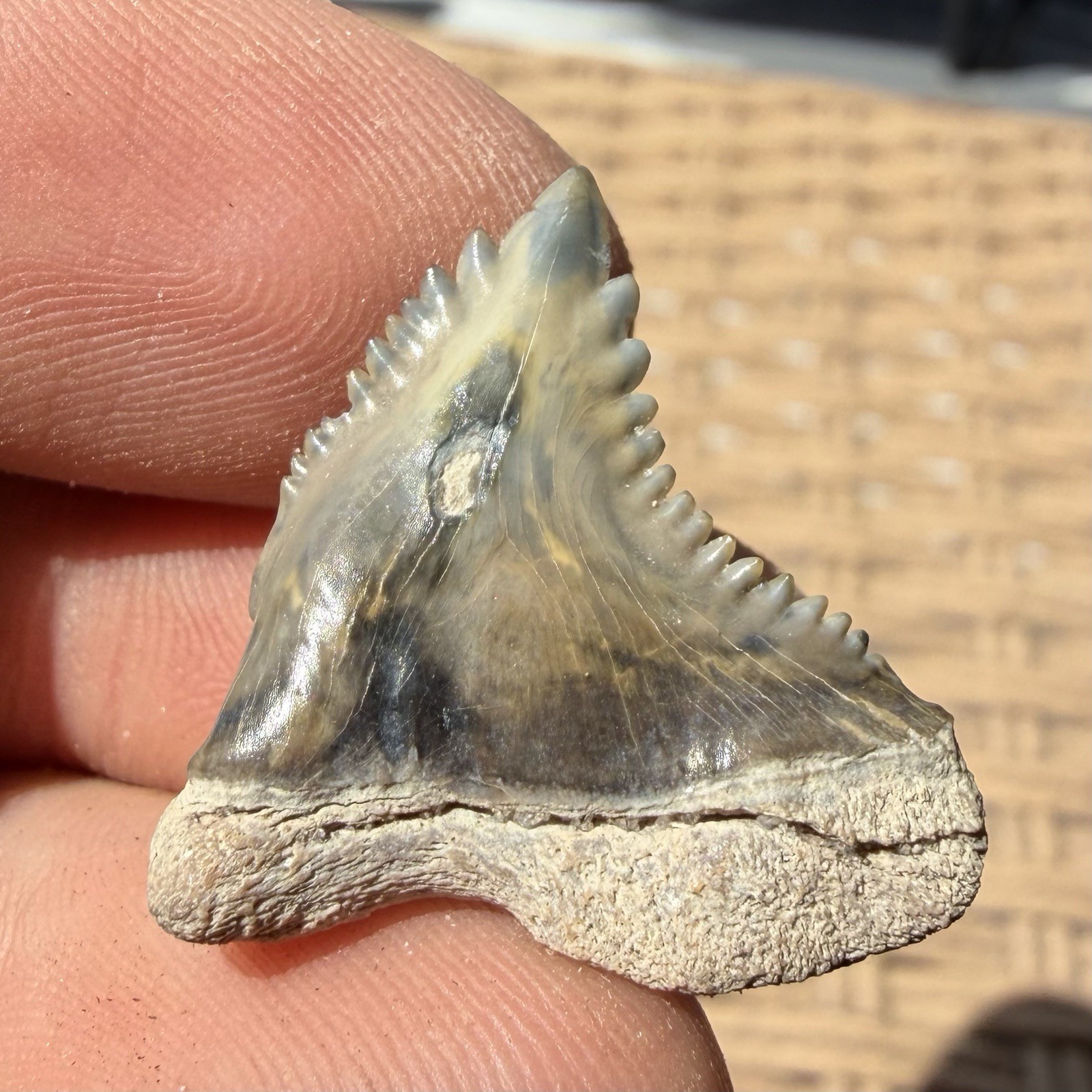 PATHOLOGICAL HEMIPRISTIS SHARK TOOTH FOSSIL FLORIDA 1”